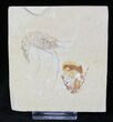 Fossil Shrimp Carpopenaeus With Fish Head - Lebanon #20165-1
